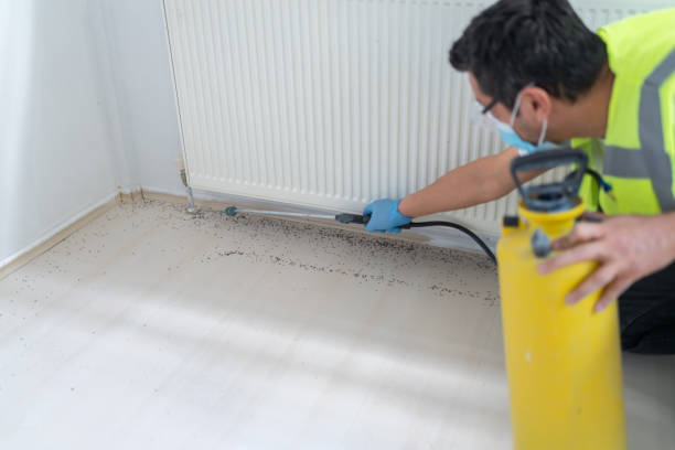 Best Termite Control Services  in Blytheville, AR